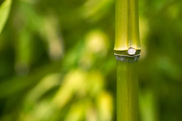 Close up Bamboo Stalk — Stock Photo, Image