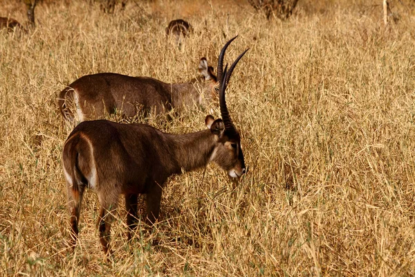 Waterbuck Grazing na Savannah — Fotografia de Stock