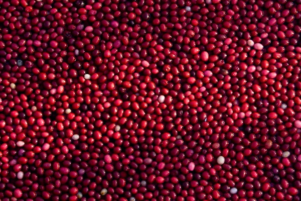 Cranberries floating in field — Stock Photo, Image