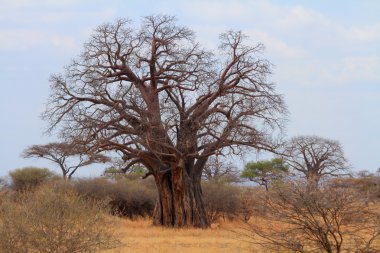 Afrika Baobap Ağacı (Baobab digitata)
