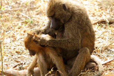 babun anne yavrusunu damat