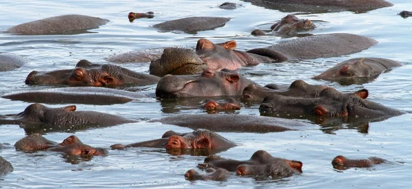 Sleeping Hippo Pile — Stock Photo, Image