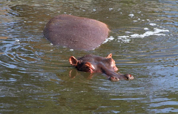 Ritratto di un ippopotamo addormentato — Foto Stock