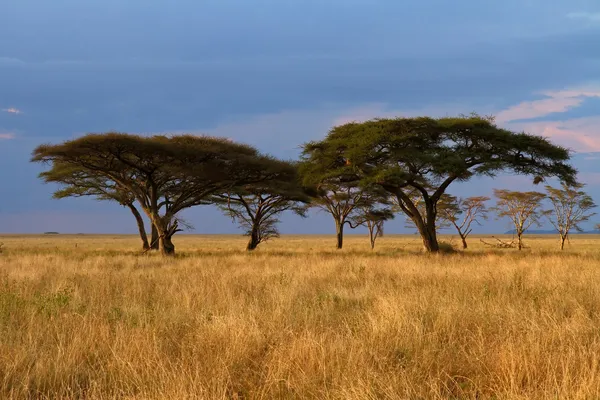 Gruppo di alberi di acacia al tramonto — Foto Stock