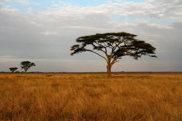 Akacia träd och den afrikanska savannen — Stockfoto