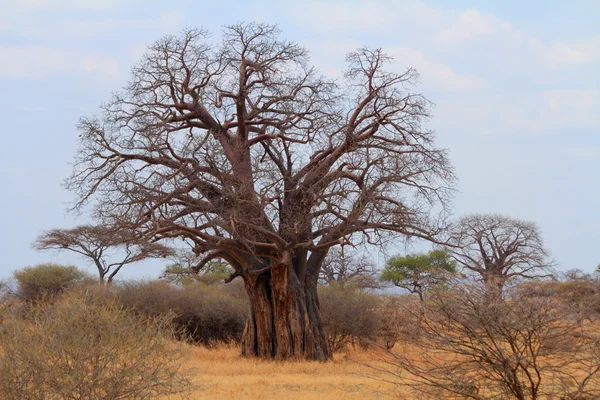 Afrika Baobap Ağacı (Baobab digitata)