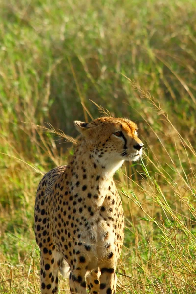 Cheetah porträtt — Stockfoto