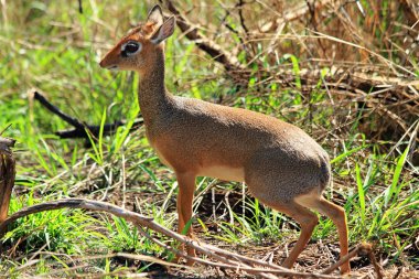 dişi dik dik