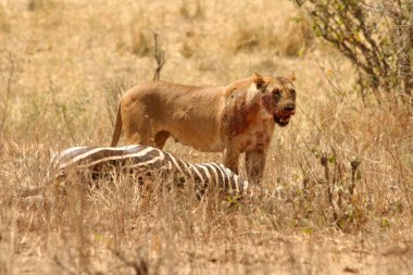 Kanlı dişi aslan zebra kill üzerinde duruyor.