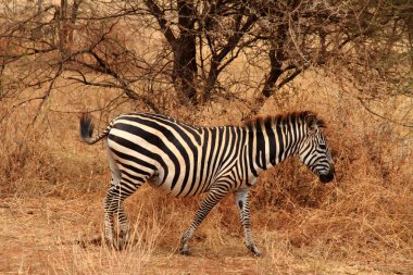 Bush yalnız zebra