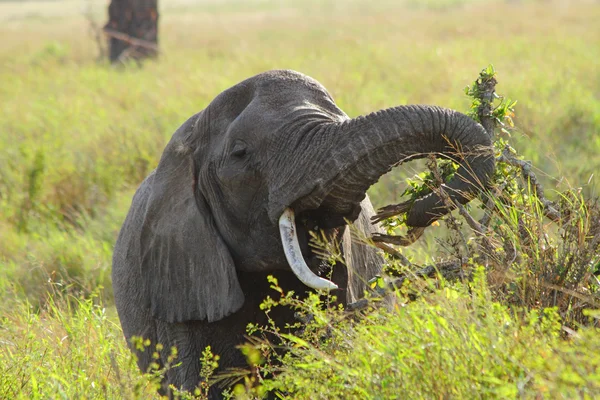 Slon jíst — Stock fotografie