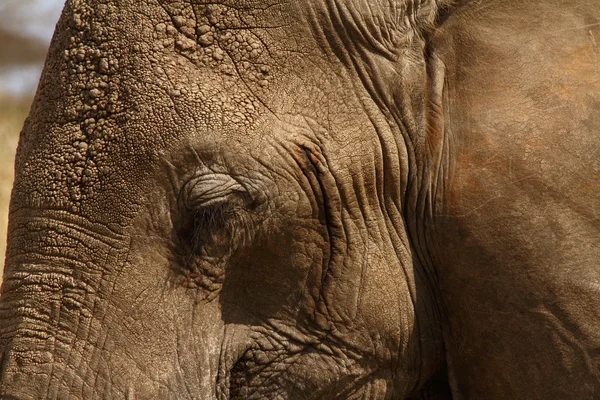 Elephant Head Close Up — Stock Photo, Image