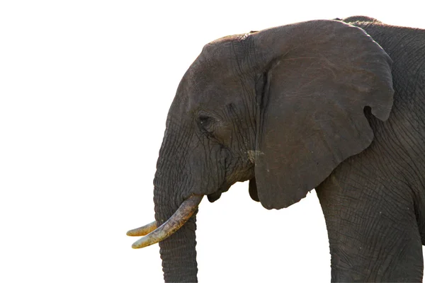Isolated Elephant Profile — Stock Photo, Image
