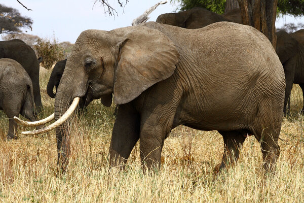 African Bush Elephant (Loxodonta africana) matriarch grazing