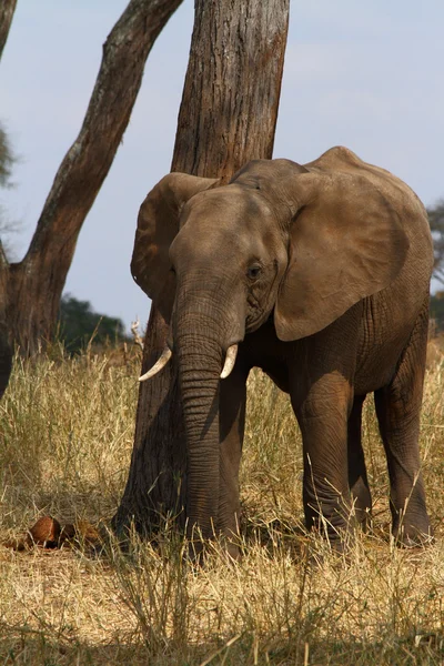 Elephant Scratching POst — Stock Photo, Image