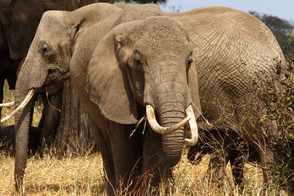 Elephant Tusker — Stock Photo, Image