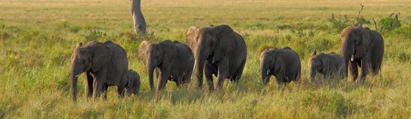 Слоны в строке — стоковое фото
