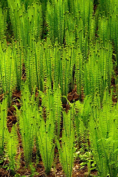 Ferns Staggered up a hill — Stock Photo, Image