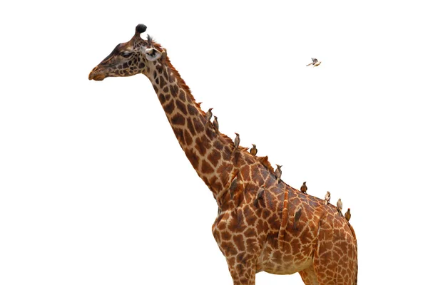 Giraffe coverd with birds - Isolated — Stock Photo, Image