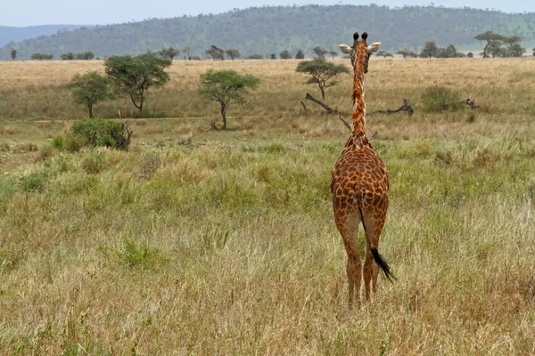 Giraffa di fronte nelle pianure erbose — Foto Stock