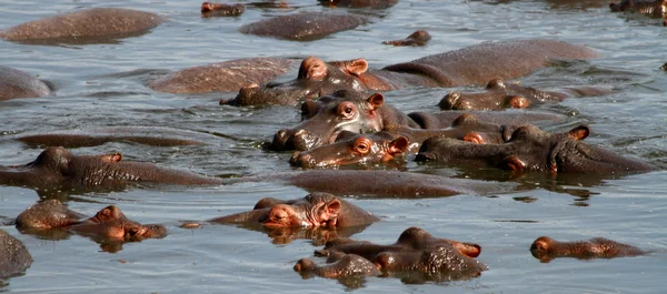 Peekaboo hipopótamo — Fotografia de Stock
