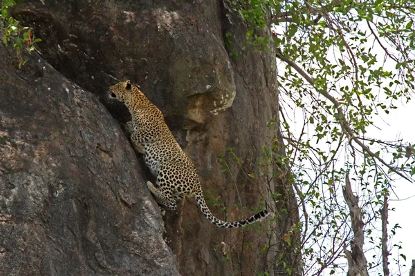Leopardo subiendo por la cara de roca — Foto de Stock
