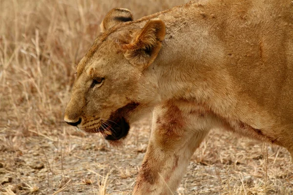 Sangrienta leona disparo en la cabeza —  Fotos de Stock