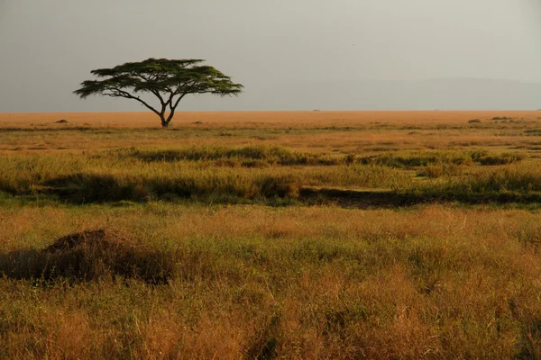Afrika savana yalnız akasya ağacı