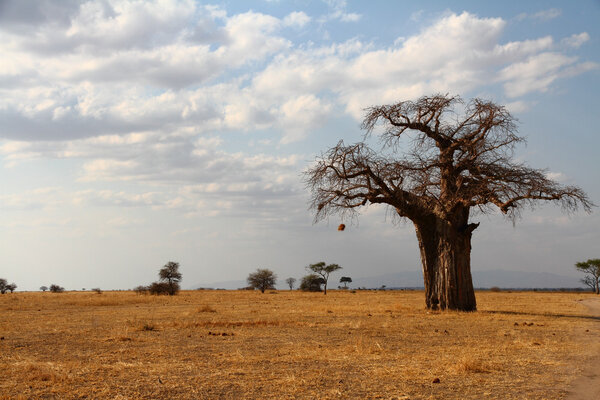 A lone baobab tree stands against the African savannah