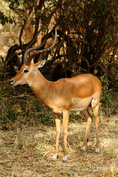 Impala solitária — Fotografia de Stock