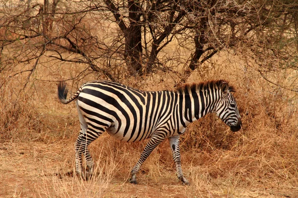 Lone zebra in de bush — Stockfoto