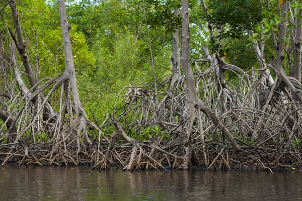 Mangrov kökleri — Stok fotoğraf
