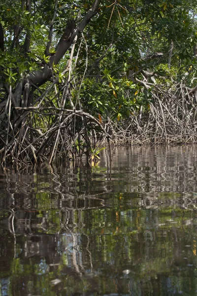 Mangrove Tree Root System — Stock Photo, Image