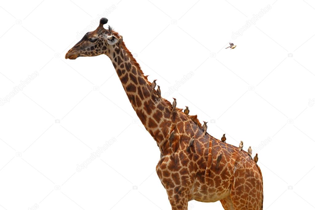 Giraffe coverd with birds - Isolated