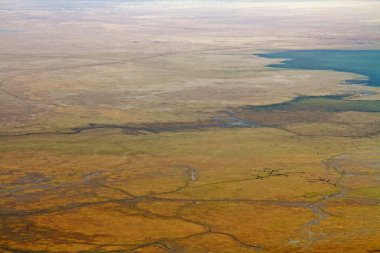 Ngorongoro krateri kat bufalo sürüsü ile