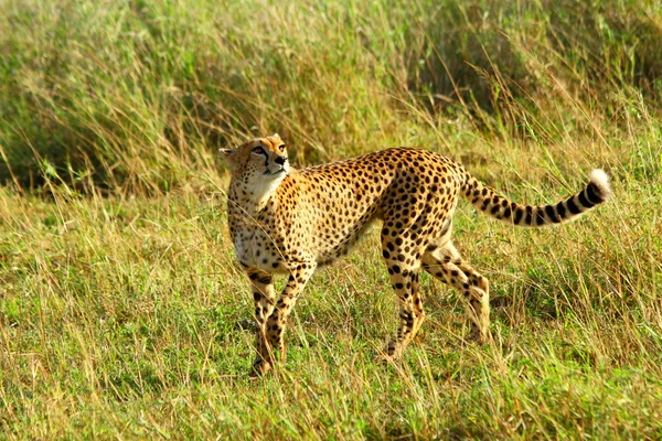 Lekfull cheetah — Stockfoto