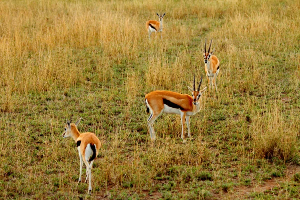 Geschockte Gazelle — Stockfoto