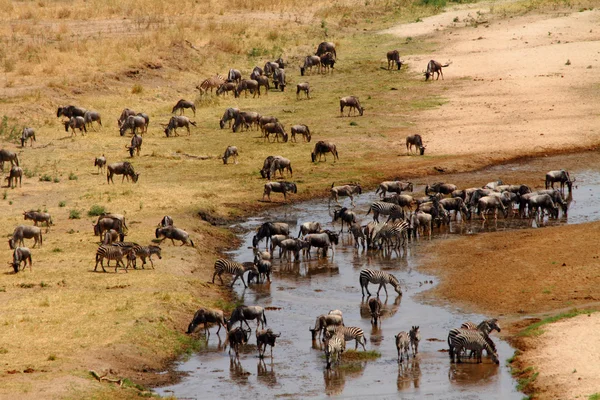 GNU och zebra samlas vid torkning floden — Stockfoto