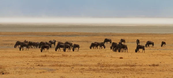 Savannah'ın üzerinde otlatma wildebeest