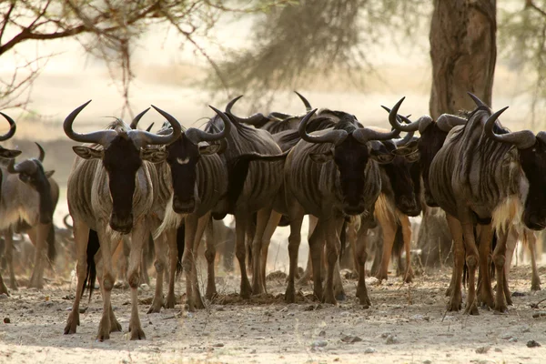 Gnu-Herde starrt nach unten — Stockfoto