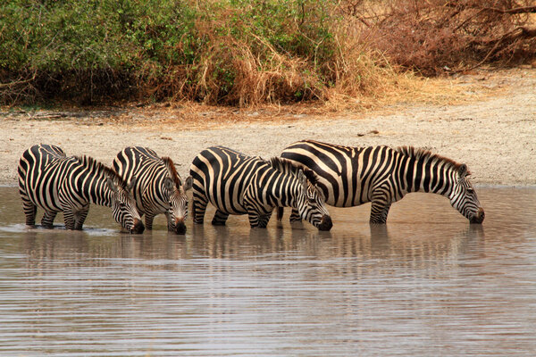 Four Zebras (Equus quagga) stand in a watering hole and drink water