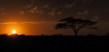 serengeti Sunset