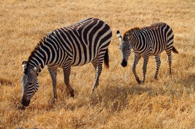 Zebra and Foal clipart
