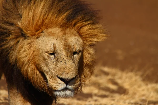 悲伤的狮子 — 图库照片