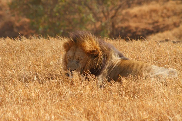 León macho durmiendo en pastizales —  Fotos de Stock