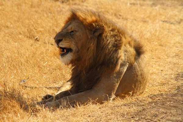 León Snarling — Foto de Stock