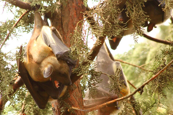 Yawning Fruit Bat