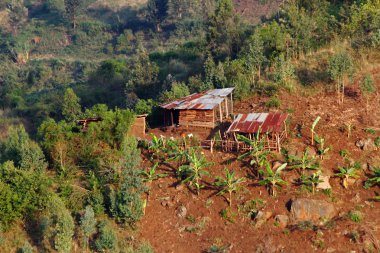 Afrika gecekondu çiftlik