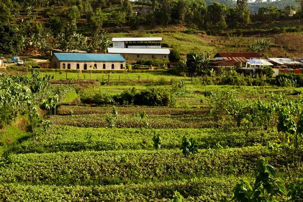 Agricoltura africana — Foto Stock