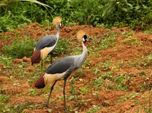 Grey Crowned Crane in Uganda Stock Picture